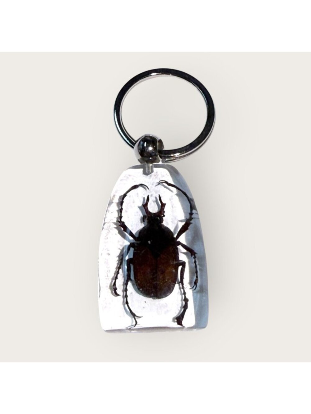 Antler Horned Beetle Keychain Keyring Clear Acrylic Resin Display Insect Bug